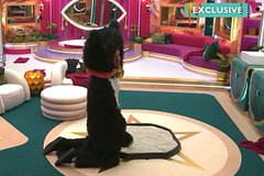 Участник популярного телешоу надел костюм кота и помочился в лоток