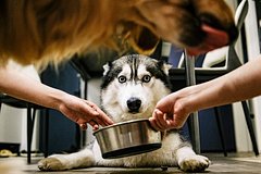 Россиян предупредили о риске отравления питомцев покупным кормом